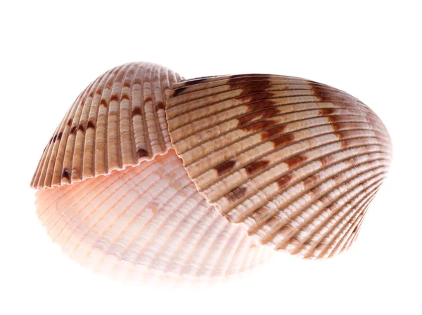 Cockle shell stack — Stock Photo, Image