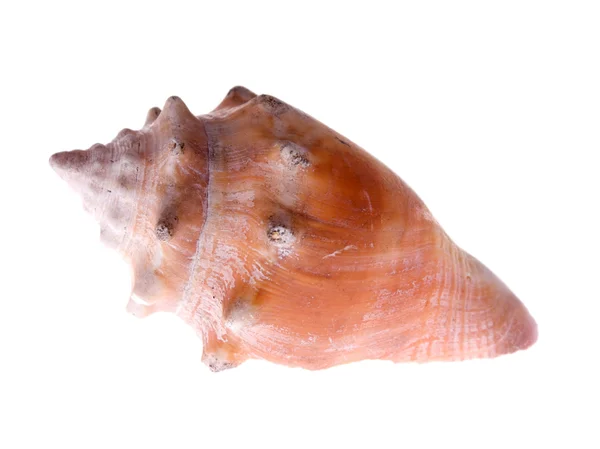 Fighting conch — Stock Photo, Image