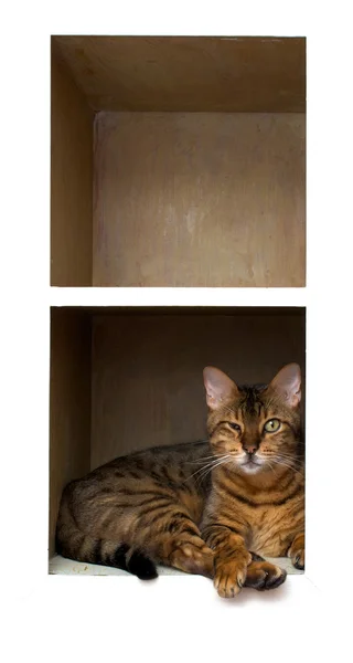 Кот на полке — стоковое фото