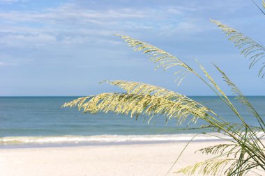Morning beach with sea grass clipart