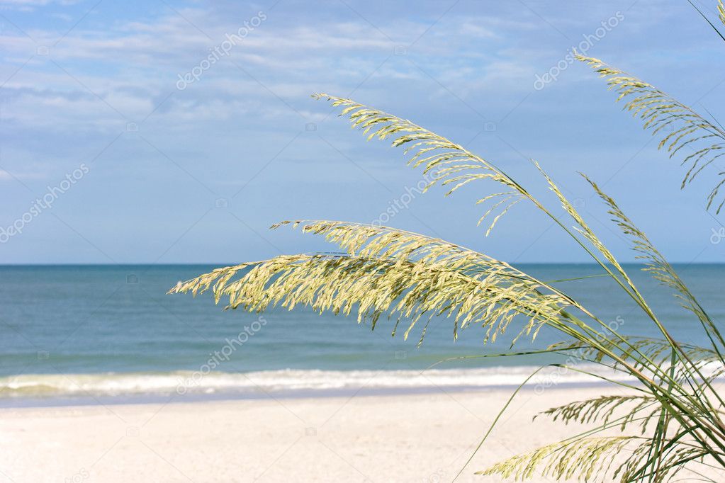 Morning beach with sea grass