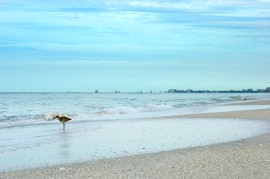 Sandpiper on beach clipart