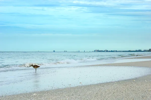 Sandpiper rannalla — kuvapankkivalokuva