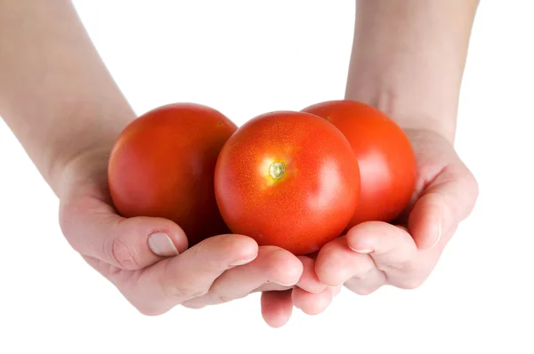 Tomaten in den Händen — Stockfoto