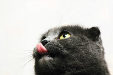 kedi dudaklarını yalıyor