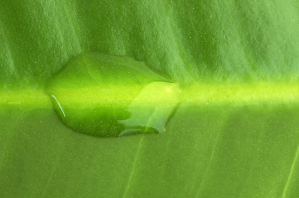 stock image Green leaf background