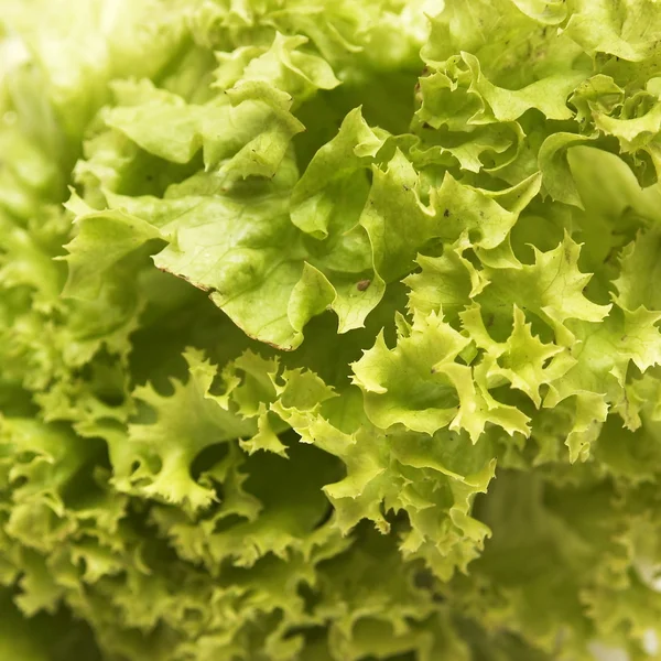 stock image Salad leaves on a white background