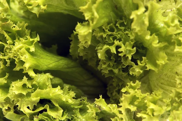 stock image Salad leaves on a white background