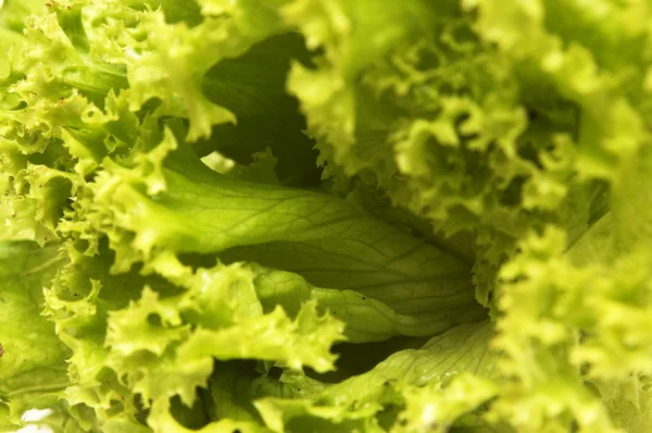 stock image Salad leaves on a white background