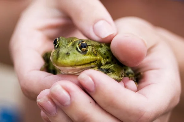 Stock image Frog princess