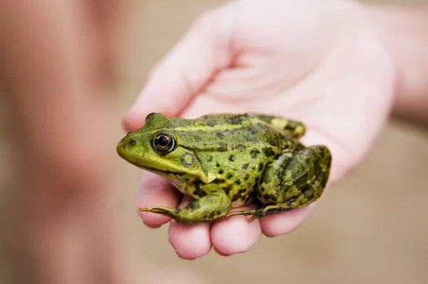 stock image Frog princess