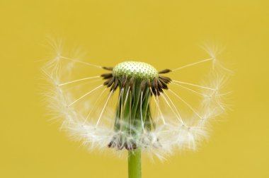 dandelione çiçek kafa