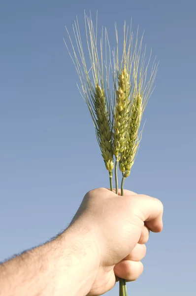 Stock image Barley plant in hand