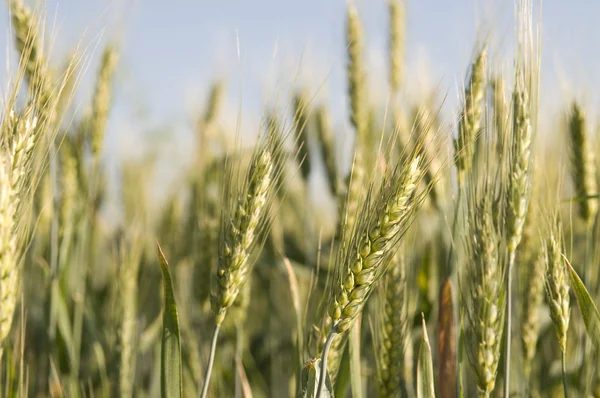 stock image Barley plant in a field