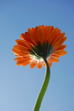 gerbera papatya