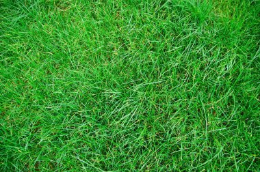 Grass texture clipart