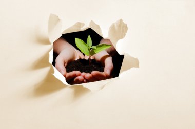 Hole in paper and plant in hands clipart