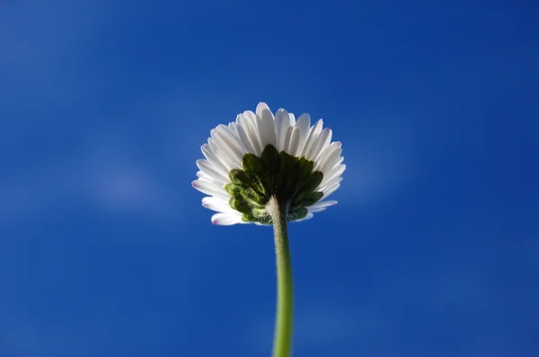 Gänseblümchen unter blauem Himmel — Stockfoto