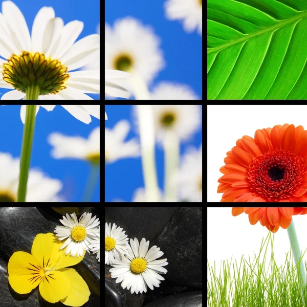 stock image Flower collage