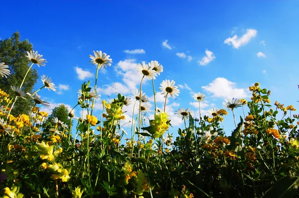 Madeliefje bloemen in de zomer — Stockfoto