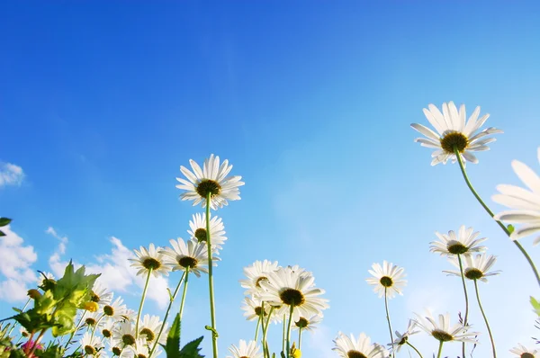 Papatya çiçek mavi gökyüzü altında — Stok fotoğraf