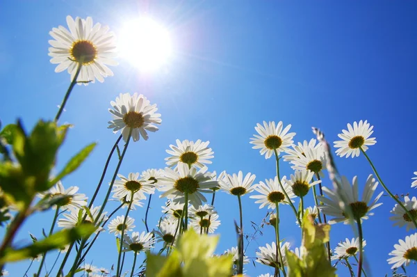 Százszorszép virág, a nyári kék ég — Stock Fotó