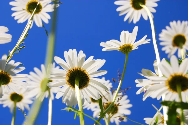 Madeliefje bloem in de zomer — Stockfoto
