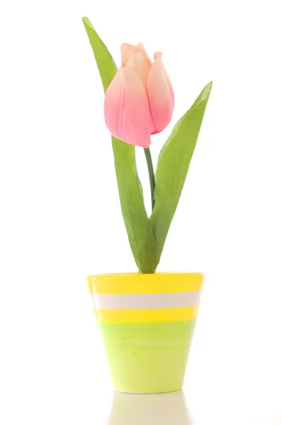 Flower in pot — Stock Photo, Image