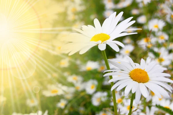 Blomma och solen — Stockfoto