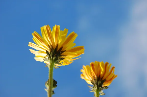 Flor sob céu azul de verão — Fotografia de Stock