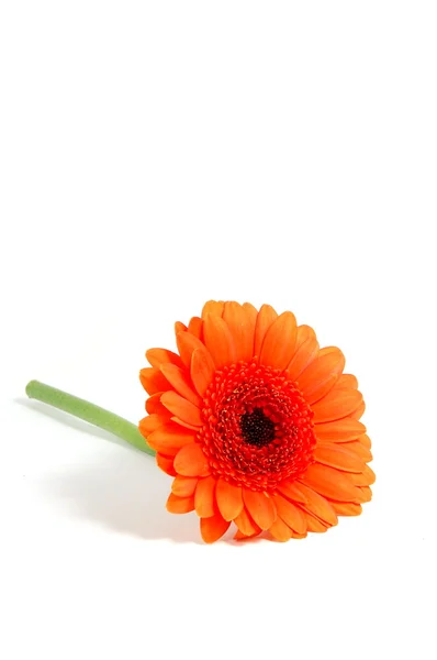 화이트에 고립 된 꽃 — 스톡 사진