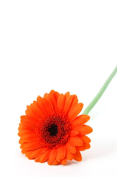 Izolované květina na bílém pozadí — Stock fotografie