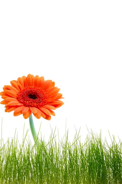 Isolierte Blume Hintergrund — Stockfoto