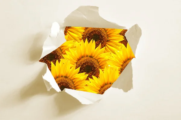 Flor atrás do buraco no papel — Fotografia de Stock