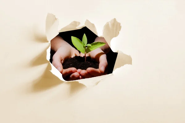 Trou en papier et plante dans les mains — Photo