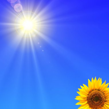 Sunflower and blue sky clipart