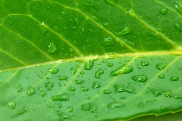 Leaf with water drops after rain — Stock Photo, Image