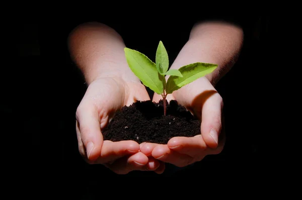 Hands soil and plant showing growth — Stock Photo, Image
