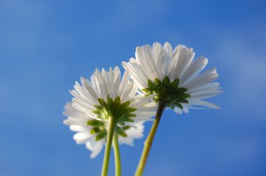 Daisy mavi gökyüzü altında