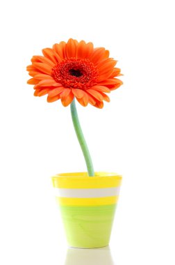 Flower in pot clipart