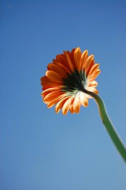 gerbera papatya