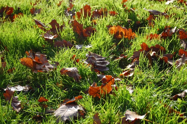 Grass textury s listy na podzim — Stock fotografie