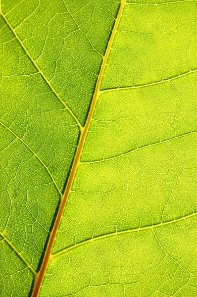 Структура і текстура зеленого листа — стокове фото