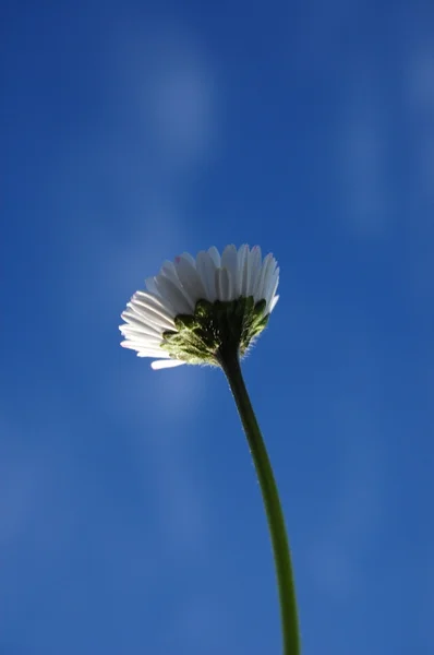 Daisy under blå himmel — Stockfoto