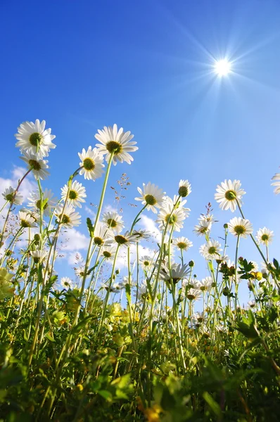 Daisy flor de baixo com céu azul — Fotografia de Stock