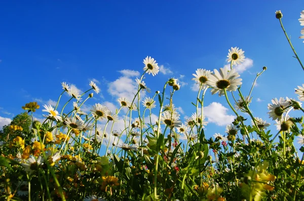 Tusensköna blommor på sommaren — Stockfoto