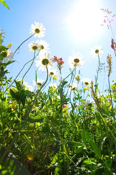 Daisy blomman på sommaren med blå himmel — Stockfoto