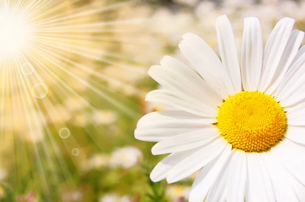 Цветок и солнце — стоковое фото