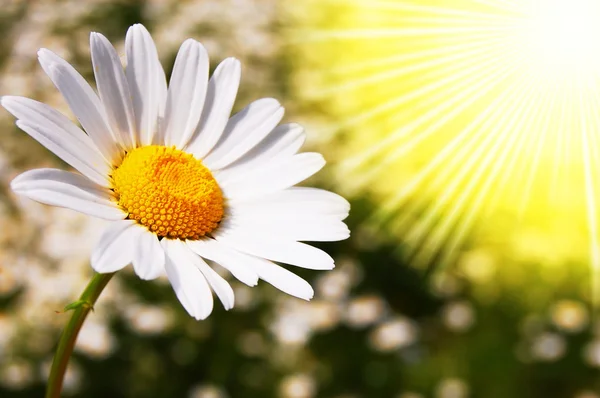 Daisy flower on a summer field — Stock Photo, Image