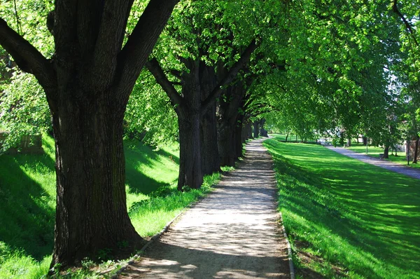 Summer tree alley — Stock Photo, Image